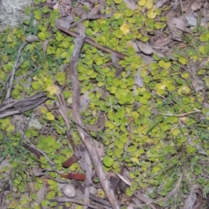 Dichondra repens at Banks, ACT - 15 Sep 2014 07:14 PM