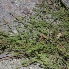 Galium gaudichaudii subsp. gaudichaudii (Rough Bedstraw) at Banks, ACT - 15 Sep 2014 by MichaelBedingfield