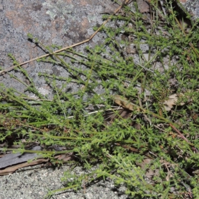 Galium gaudichaudii subsp. gaudichaudii (Rough Bedstraw) at Banks, ACT - 15 Sep 2014 by MichaelBedingfield