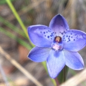Thelymitra juncifolia at Canberra Central, ACT - 31 Oct 2013