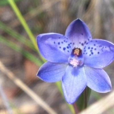 Thelymitra juncifolia (Dotted Sun Orchid) at Mount Majura - 31 Oct 2013 by LukeMcElhinney