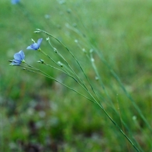 Linum marginale at Conder, ACT - 4 Nov 2000