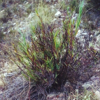 Stypandra glauca (Nodding Blue Lily) at Conder, ACT - 21 Jan 2001 by MichaelBedingfield