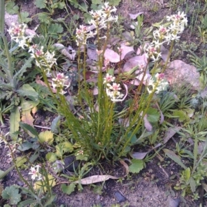 Stackhousia monogyna at Farrer, ACT - 18 Sep 2014