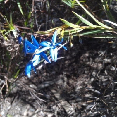 Stypandra glauca (Nodding Blue Lily) at Farrer Ridge - 18 Sep 2014 by galah681