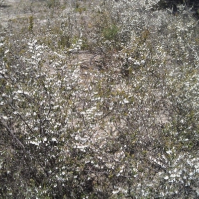 Leucopogon fletcheri subsp. brevisepalus (Twin Flower Beard-Heath) at Farrer, ACT - 18 Sep 2014 by galah681