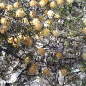 Acacia ulicifolia at Farrer, ACT - 18 Sep 2014