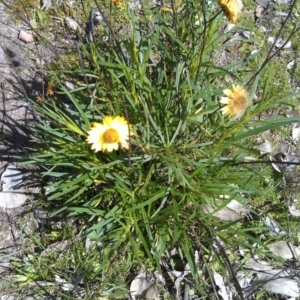 Xerochrysum viscosum at Farrer Ridge - 18 Sep 2014 12:43 PM