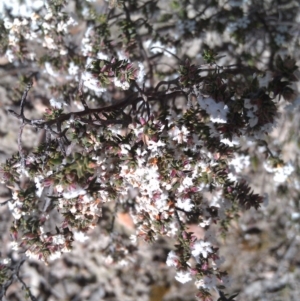 Leucopogon attenuatus at Farrer, ACT - 18 Sep 2014