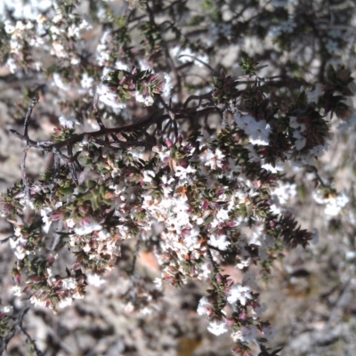 Leucopogon attenuatus (Small-leaved Beard Heath) at Farrer Ridge - 18 Sep 2014 by galah681