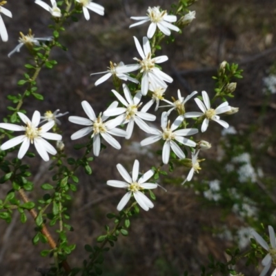 Olearia microphylla (Olearia) at O'Connor, ACT - 14 Sep 2014 by RWPurdie