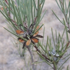 Hakea microcarpa (Small-fruit Hakea) at Pine Island to Point Hut - 1 Sep 2014 by michaelb