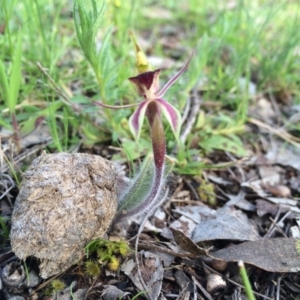 Caladenia actensis at suppressed - 18 Sep 2014