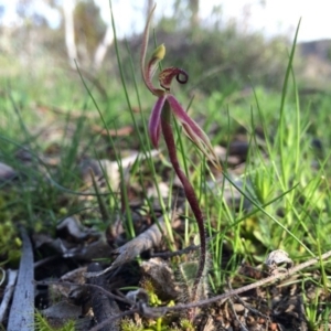 Caladenia actensis at suppressed - 18 Sep 2014