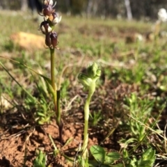 Hymenochilus bicolor (ACT) = Pterostylis bicolor (NSW) (Black-tip Greenhood) at Majura, ACT - 18 Sep 2014 by AaronClausen