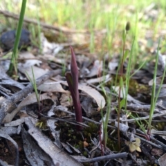 Unidentified at Majura, ACT - 18 Sep 2014 by AaronClausen