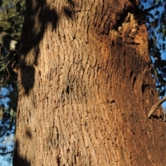 Eucalyptus polyanthemos at Banks, ACT - 15 Sep 2014