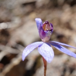 Cyanicula caerulea at Canberra Central, ACT - suppressed