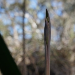 Unidentified at Black Mountain - 19 Sep 2014 by AaronClausen