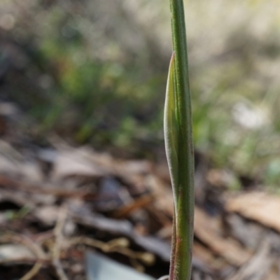 Unidentified at Black Mountain - 19 Sep 2014 by AaronClausen