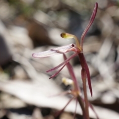 Cyrtostylis reniformis (Common Gnat Orchid) by AaronClausen