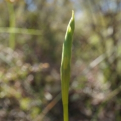 Unidentified at Black Mountain - 19 Sep 2014 by AaronClausen