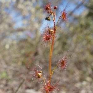 Drosera sp. at Canberra Central, ACT - 19 Sep 2014 11:08 AM