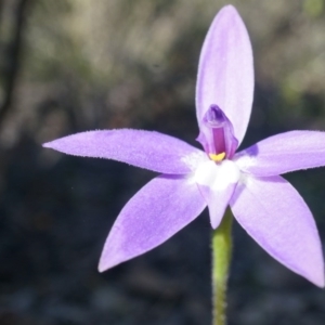 Glossodia major at Canberra Central, ACT - suppressed