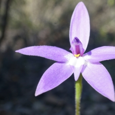 Glossodia major (Wax Lip Orchid) at Canberra Central, ACT - 19 Sep 2014 by AaronClausen