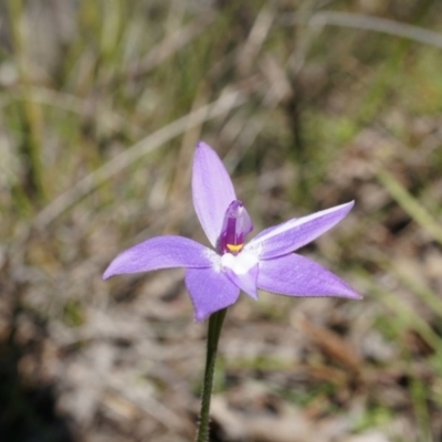 Glossodia major (Wax Lip Orchid) at Canberra Central, ACT - 19 Sep 2014 by AaronClausen