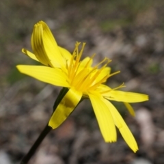 Microseris walteri (Yam Daisy, Murnong) at Canberra Central, ACT - 19 Sep 2014 by AaronClausen