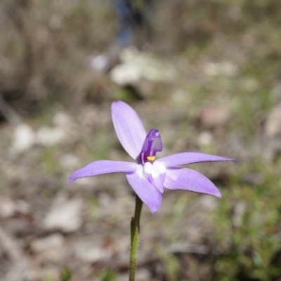 Glossodia major (Wax Lip Orchid) at Canberra Central, ACT - 19 Sep 2014 by AaronClausen