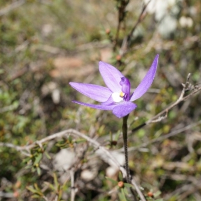 Glossodia major (Wax Lip Orchid) at Canberra Central, ACT - 19 Sep 2014 by AaronClausen