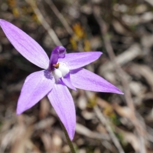 Glossodia major at Canberra Central, ACT - 19 Sep 2014