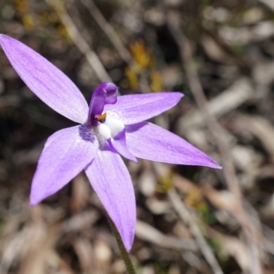 Glossodia major (Wax Lip Orchid) at Canberra Central, ACT - 19 Sep 2014 by AaronClausen