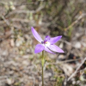 Glossodia major at Canberra Central, ACT - 19 Sep 2014