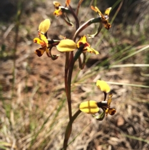 Diuris pardina at Hackett, ACT - suppressed