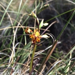 Diuris pardina at Hackett, ACT - suppressed