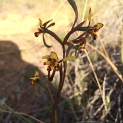 Diuris pardina at Hackett, ACT - suppressed