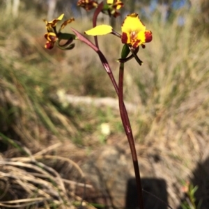 Diuris pardina at Hackett, ACT - suppressed