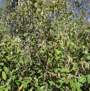 Pomaderris aspera at Paddys River, ACT - 20 Sep 2014