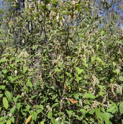 Pomaderris aspera (Hazel Pomaderris) at Paddys River, ACT - 19 Sep 2014 by galah681