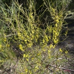 Acacia dawsonii (Dawson's Wattle) at Paddys River, ACT - 20 Sep 2014 by galah681