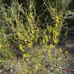 Acacia dawsonii at Paddys River, ACT - 20 Sep 2014