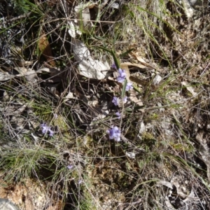 Hovea heterophylla at Paddys River, ACT - 20 Sep 2014 09:50 AM