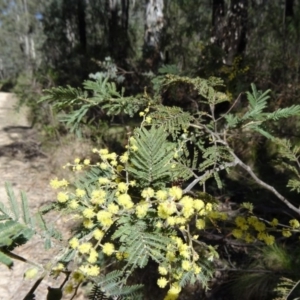 Acacia dealbata at Paddys River, ACT - 20 Sep 2014