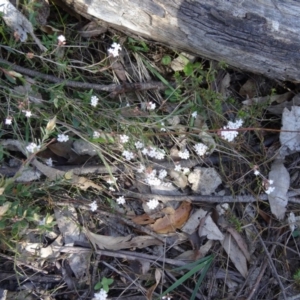 Leucopogon virgatus at Paddys River, ACT - 20 Sep 2014 10:08 AM