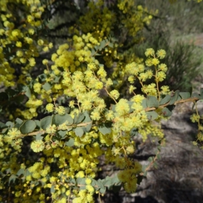Acacia pravissima (Wedge-leaved Wattle, Ovens Wattle) at Paddys River, ACT - 20 Sep 2014 by galah681