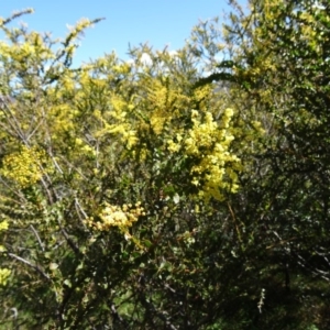 Acacia pravissima at Paddys River, ACT - 20 Sep 2014