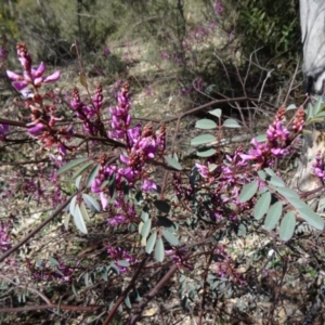 Indigofera australis subsp. australis at Paddys River, ACT - 20 Sep 2014